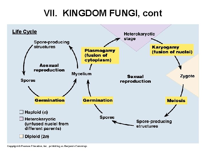 VII. KINGDOM FUNGI, cont Life Cycle 