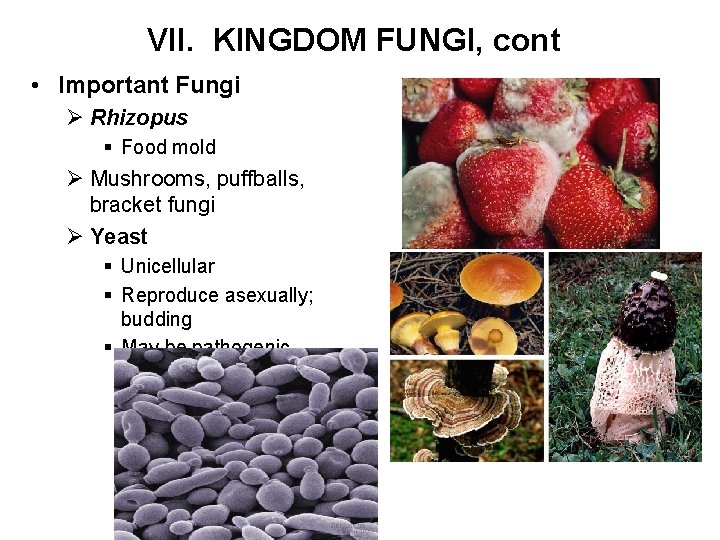 VII. KINGDOM FUNGI, cont • Important Fungi Ø Rhizopus § Food mold Ø Mushrooms,