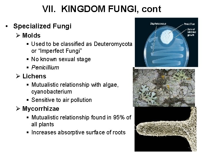 VII. KINGDOM FUNGI, cont • Specialized Fungi Ø Molds § Used to be classified