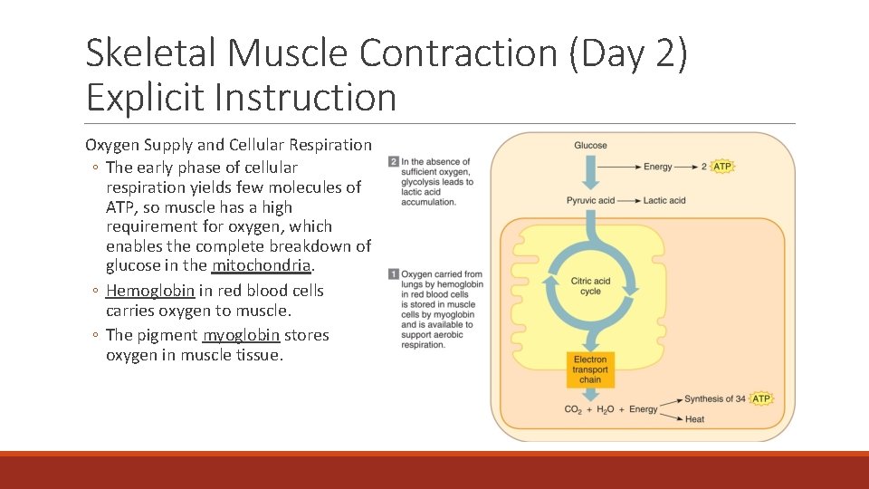 Skeletal Muscle Contraction (Day 2) Explicit Instruction Oxygen Supply and Cellular Respiration ◦ The