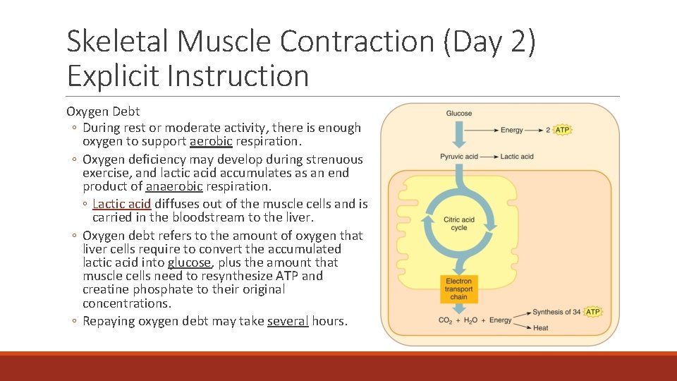 Skeletal Muscle Contraction (Day 2) Explicit Instruction Oxygen Debt ◦ During rest or moderate