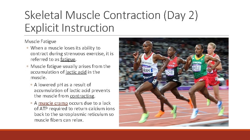 Skeletal Muscle Contraction (Day 2) Explicit Instruction Muscle Fatigue ◦ When a muscle loses