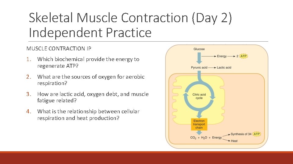 Skeletal Muscle Contraction (Day 2) Independent Practice MUSCLE CONTRACTION IP 1. Which biochemical provide