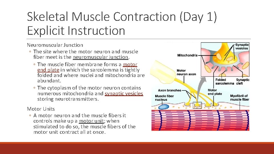 Skeletal Muscle Contraction (Day 1) Explicit Instruction Neuromuscular Junction ◦ The site where the