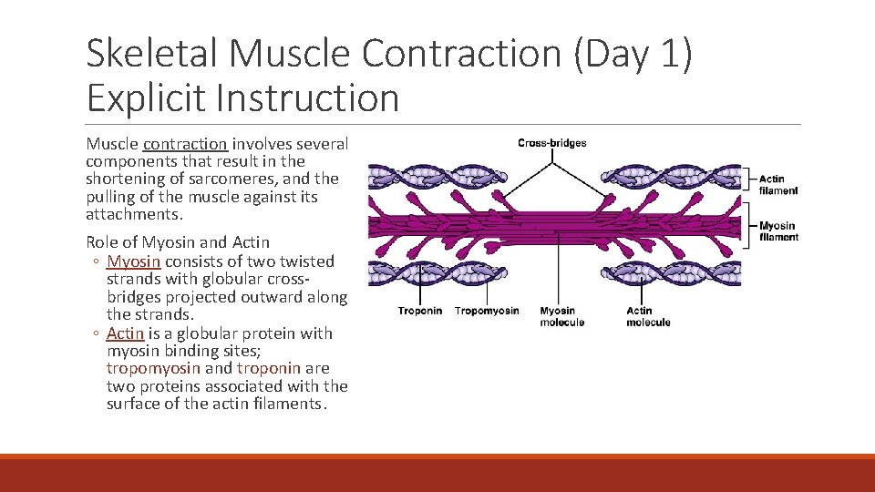 Skeletal Muscle Contraction (Day 1) Explicit Instruction Muscle contraction involves several components that result