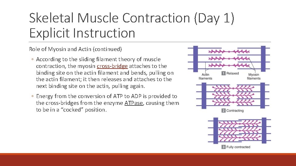 Skeletal Muscle Contraction (Day 1) Explicit Instruction Role of Myosin and Actin (continued) ◦
