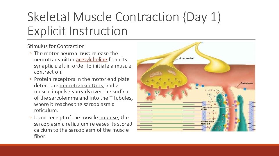 Skeletal Muscle Contraction (Day 1) Explicit Instruction Stimulus for Contraction ◦ The motor neuron