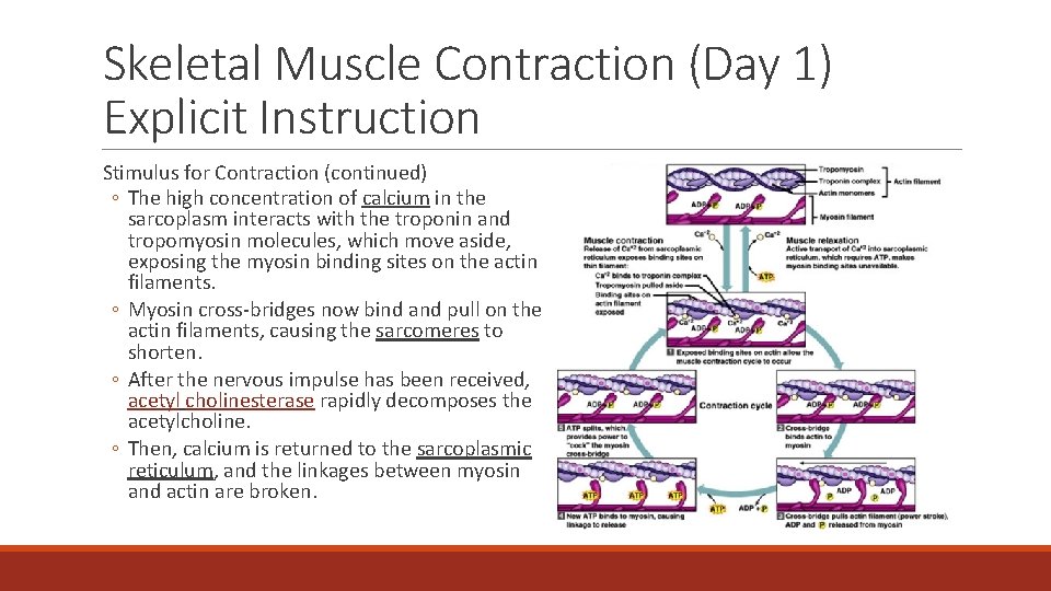 Skeletal Muscle Contraction (Day 1) Explicit Instruction Stimulus for Contraction (continued) ◦ The high