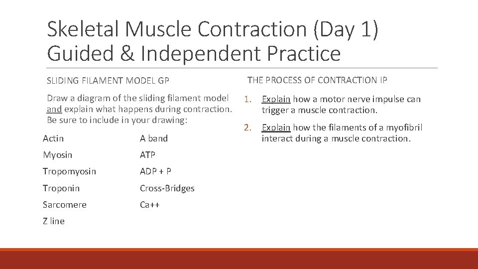 Skeletal Muscle Contraction (Day 1) Guided & Independent Practice SLIDING FILAMENT MODEL GP Draw