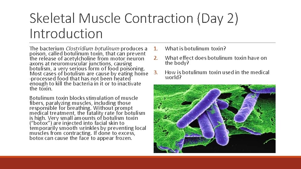 Skeletal Muscle Contraction (Day 2) Introduction The bacterium Clostridium botulinum produces a 1. poison,