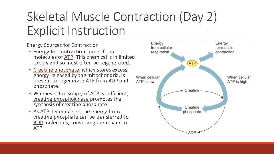 Skeletal Muscle Contraction (Day 2) Explicit Instruction Energy Sources for Contraction ◦ Energy for