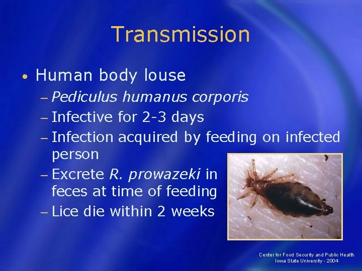 Transmission • Human body louse − Pediculus humanus corporis − Infective for 2 -3