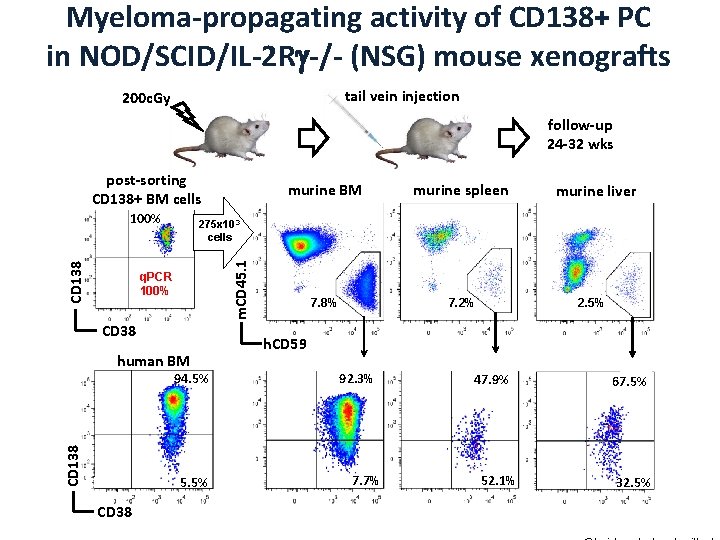 Myeloma-propagating activity of CD 138+ PC in NOD/SCID/IL-2 R -/- (NSG) mouse xenografts tail