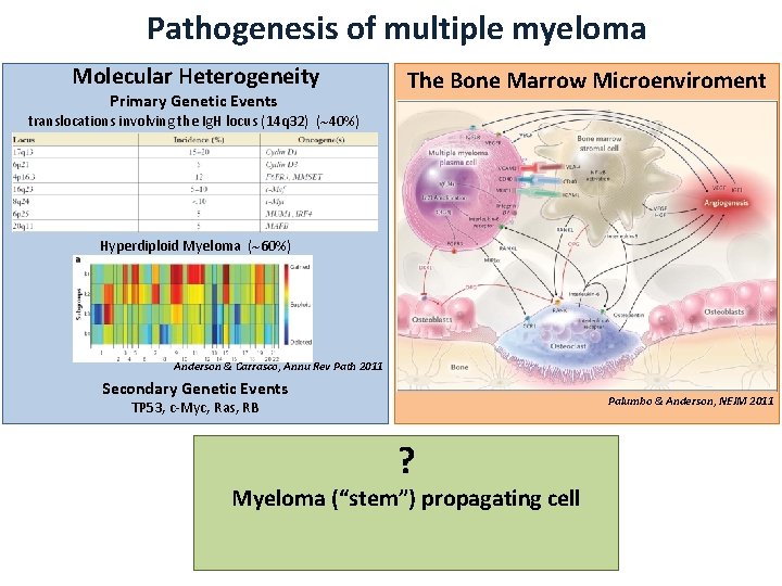Pathogenesis of multiple myeloma Molecular Heterogeneity Primary Genetic Events The Bone Marrow Microenviroment translocations