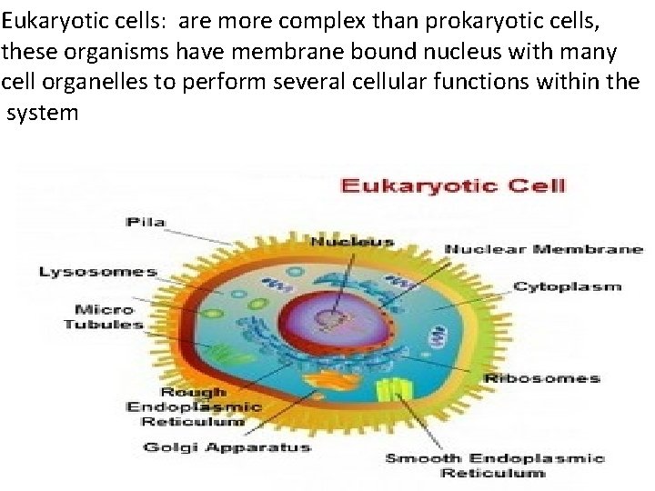 Eukaryotic cells: are more complex than prokaryotic cells, these organisms have membrane bound nucleus