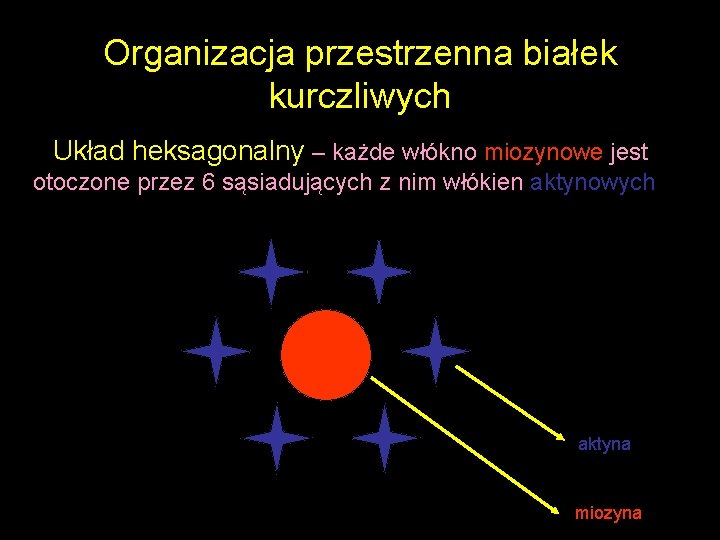 Organizacja przestrzenna białek kurczliwych Układ heksagonalny – każde włókno miozynowe jest otoczone przez 6