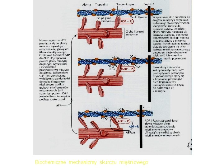 Biochemiczne mechanizmy skurczu mięśniowego 