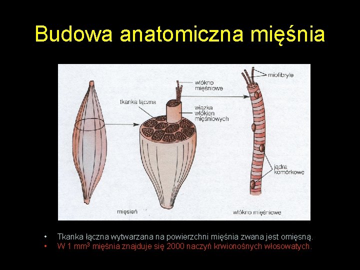 Budowa anatomiczna mięśnia • • Tkanka łączna wytwarzana na powierzchni mięśnia zwana jest omięsną.