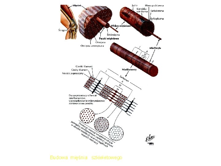 Budowa mięśnia szkieletowego 