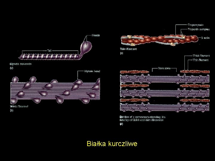 Białka kurczliwe 