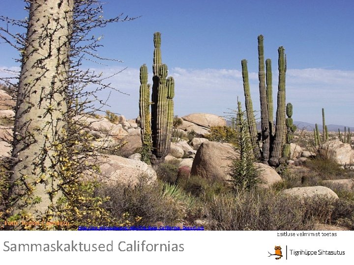 Foto: Tomas Castelazo http: //en. wikipedia. org/wiki/File: Baja_California_Desert. jpg Sammaskaktused Californias 