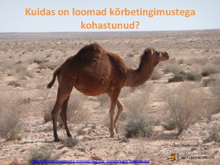 Kuidas on loomad kõrbetingimustega kohastunud? Foto: Thierry http: //commons. wikimedia. org/wiki/File: Douz_Sahara%27 s_gateway. jpg