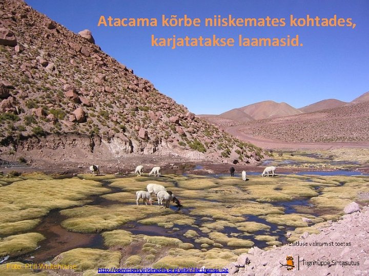 Atacama kõrbe niiskemates kohtades, karjatatakse laamasid. Foto: Phil Whitehouse http: //commons. wikimedia. org/wiki/File: Llamas.