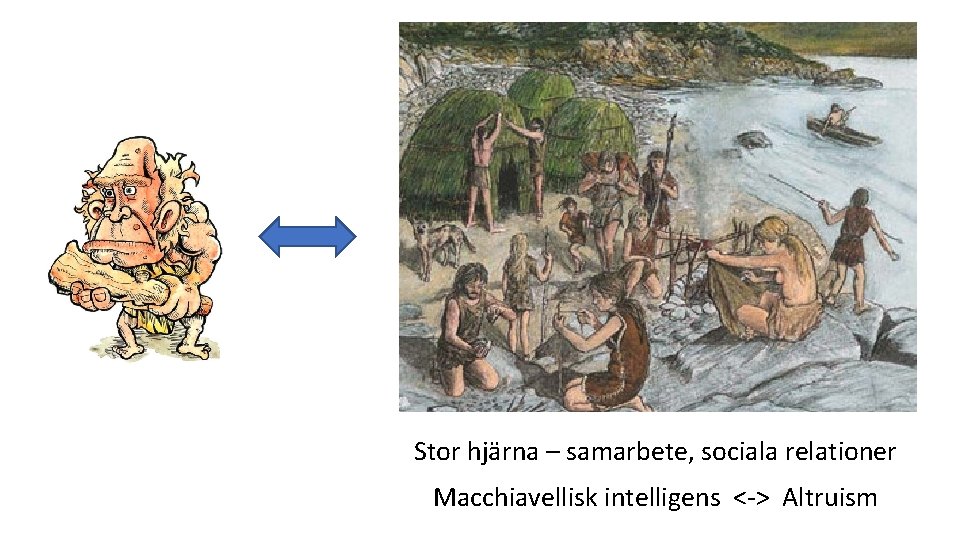 Stor hjärna – samarbete, sociala relationer Macchiavellisk intelligens <-> Altruism 