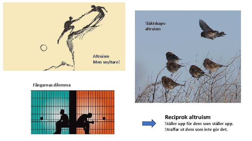 Släktskapsaltruism Altruism Men snyltare! Fångarnas dilemma Reciprok altruism Ställer upp för dem som ställer