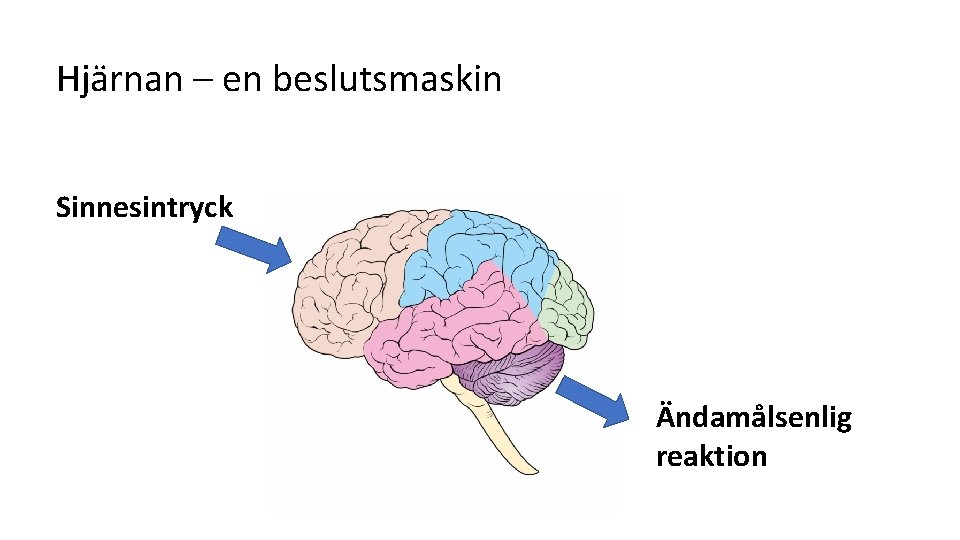 Hjärnan – en beslutsmaskin Sinnesintryck Ändamålsenlig reaktion 