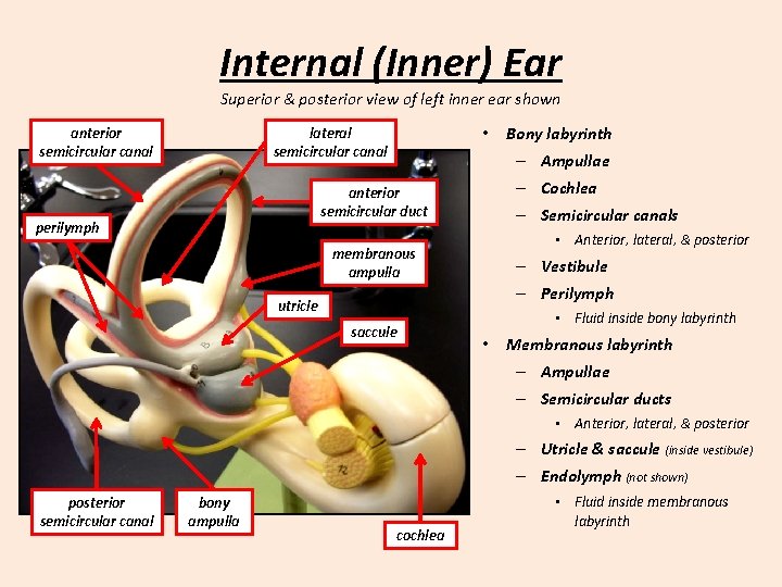 Internal (Inner) Ear Superior & posterior view of left inner ear shown anterior semicircular