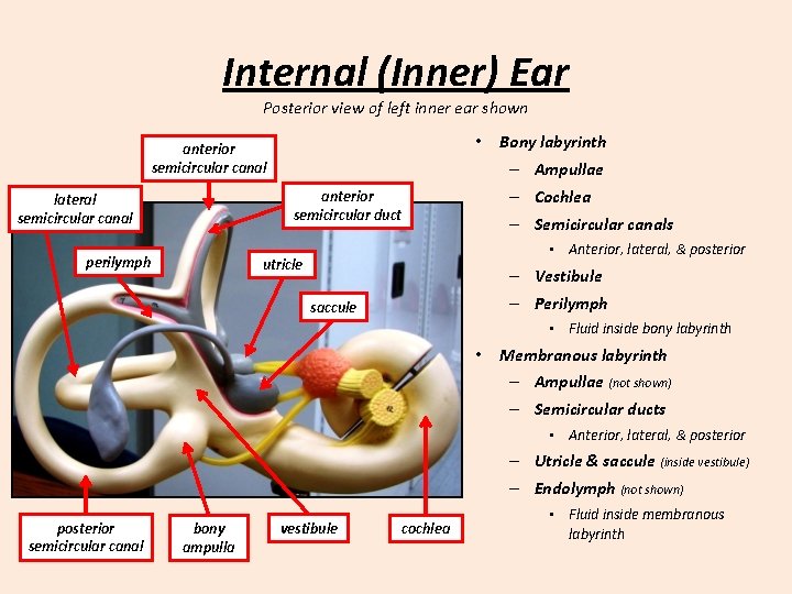 Internal (Inner) Ear Posterior view of left inner ear shown • anterior semicircular canal