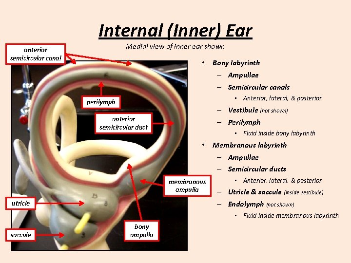 Internal (Inner) Ear Medial view of inner ear shown anterior semicircular canal • Bony