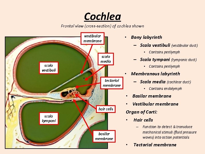 Cochlea Frontal view (cross-section) of cochlea shown vestibular membrane scala vestibuli • Bony labyrinth