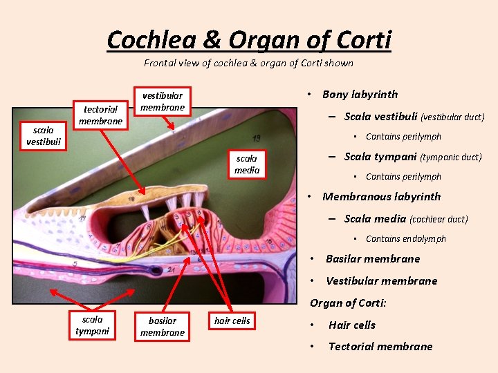 Cochlea & Organ of Corti Frontal view of cochlea & organ of Corti shown