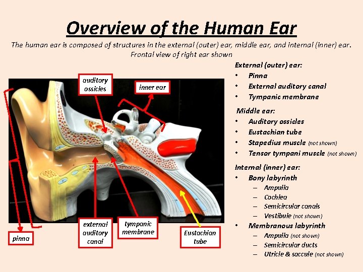 Overview of the Human Ear The human ear is composed of structures in the