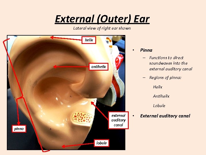 External (Outer) Ear Lateral view of right ear shown helix • Pinna – Functions