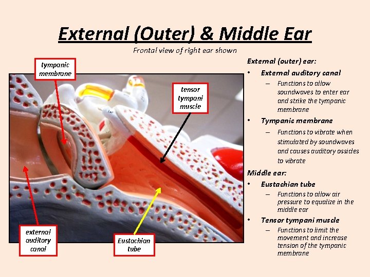 External (Outer) & Middle Ear Frontal view of right ear shown External (outer) ear: