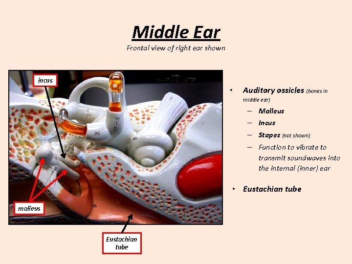 Middle Ear Frontal view of right ear shown incus • Auditory ossicles (bones in