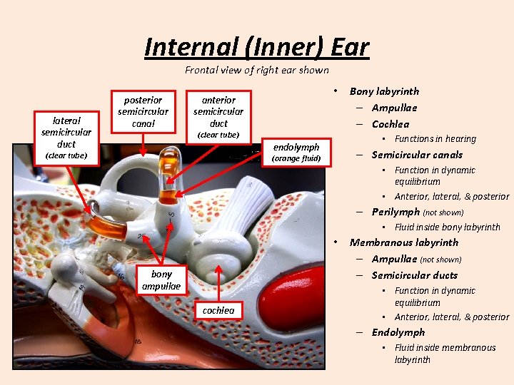 Internal (Inner) Ear Frontal view of right ear shown lateral semicircular duct posterior semicircular
