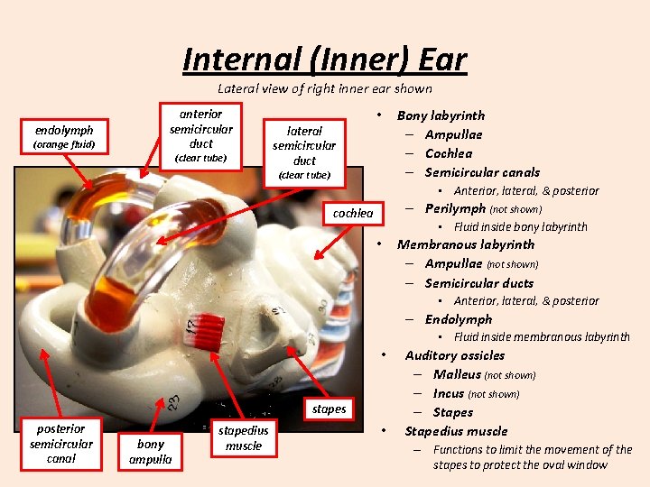 Internal (Inner) Ear Lateral view of right inner ear shown endolymph (orange fluid) anterior