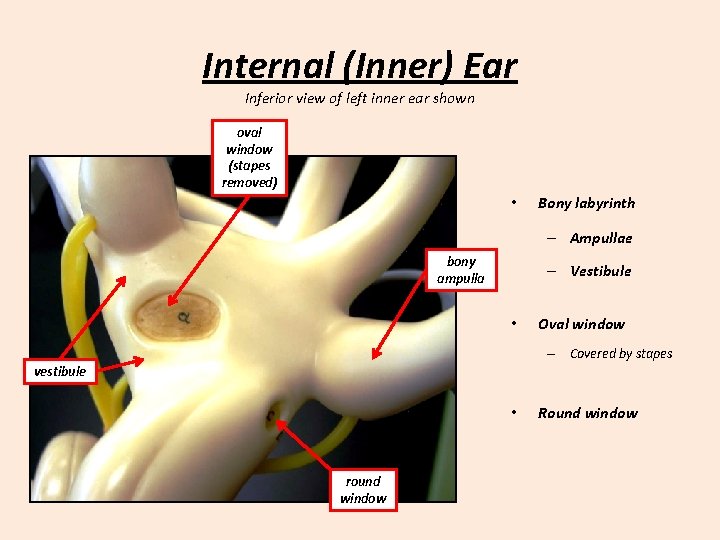 Internal (Inner) Ear Inferior view of left inner ear shown oval window (stapes removed)