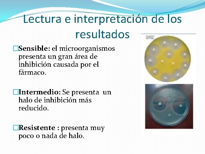 Lectura e interpretación de los resultados �Sensible: el microorganismos presenta un gran área de