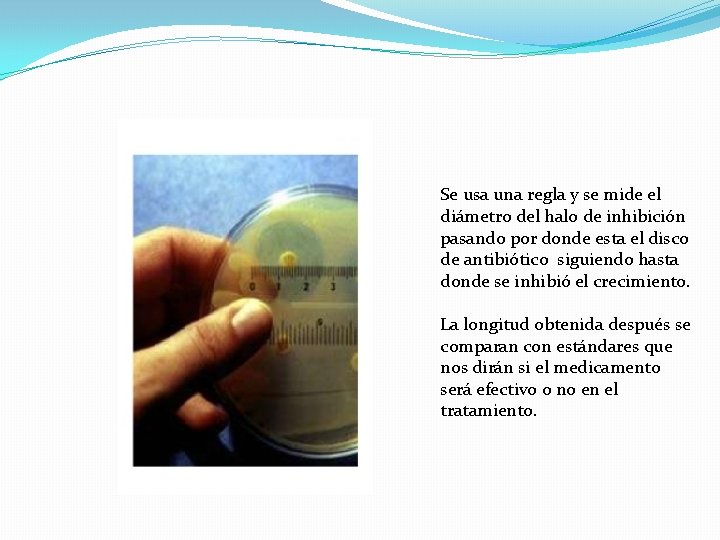 Se usa una regla y se mide el diámetro del halo de inhibición pasando
