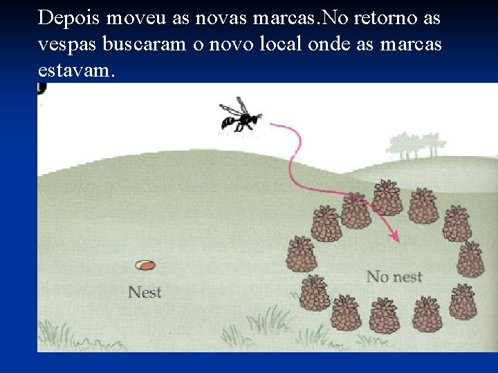 Depois moveu as novas marcas. No retorno as vespas buscaram o novo local onde