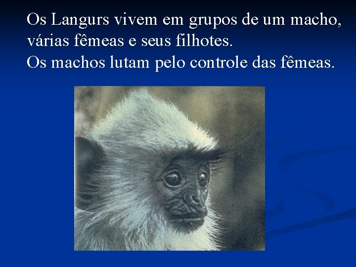Os Langurs vivem em grupos de um macho, várias fêmeas e seus filhotes. Os