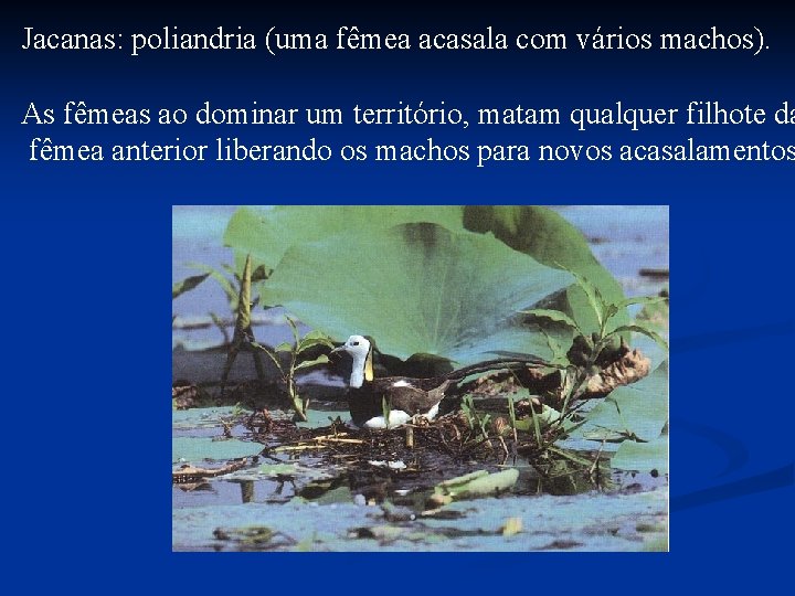 Jacanas: poliandria (uma fêmea acasala com vários machos). As fêmeas ao dominar um território,