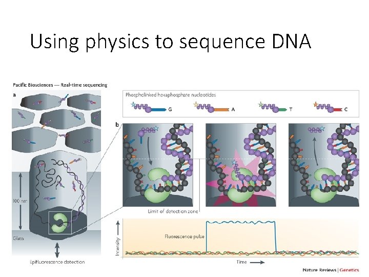 Using physics to sequence DNA 