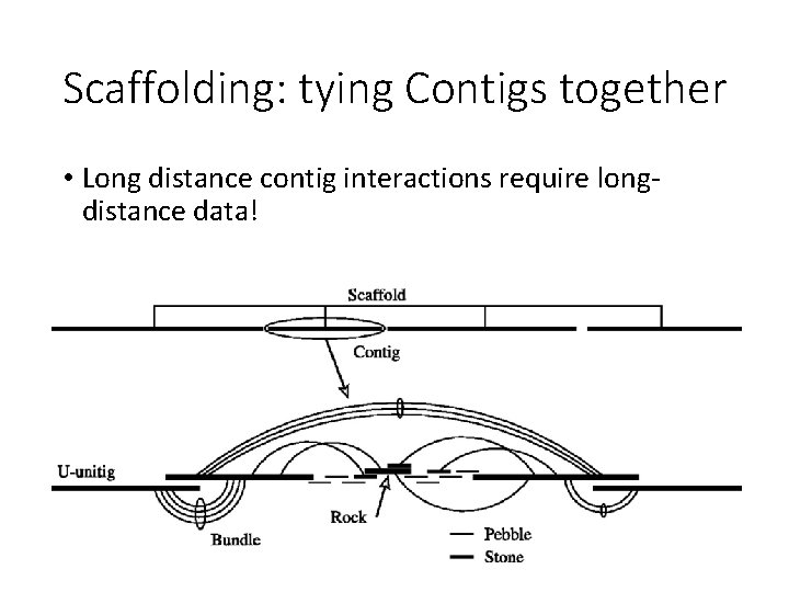 Scaffolding: tying Contigs together • Long distance contig interactions require longdistance data! 