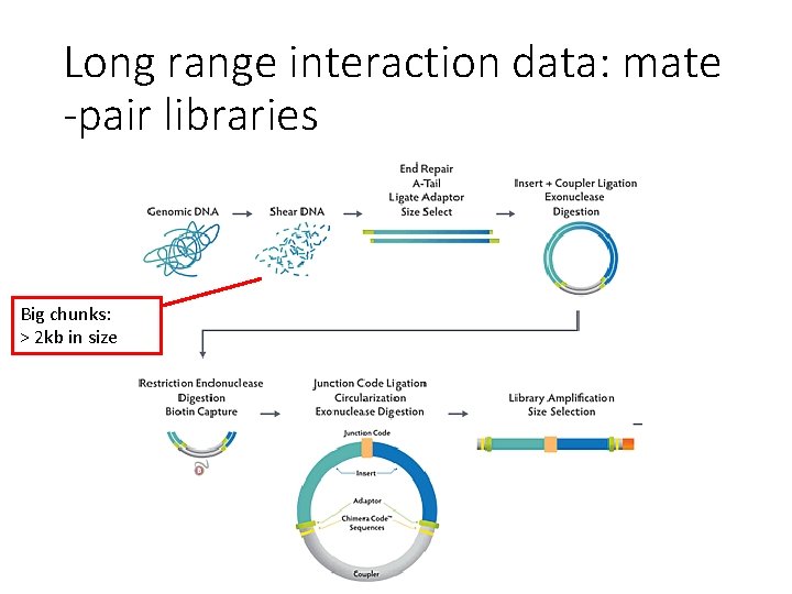 Long range interaction data: mate -pair libraries Big chunks: > 2 kb in size